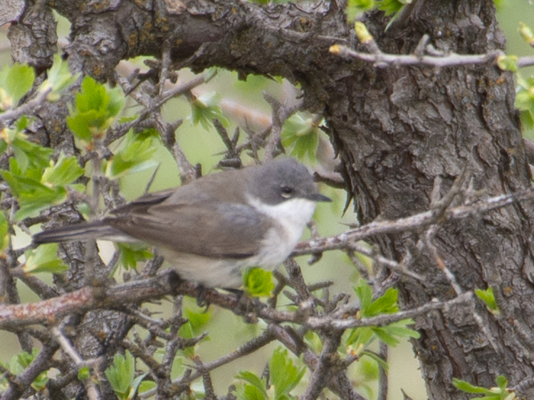 Küçük akgerdanlı ötleğen