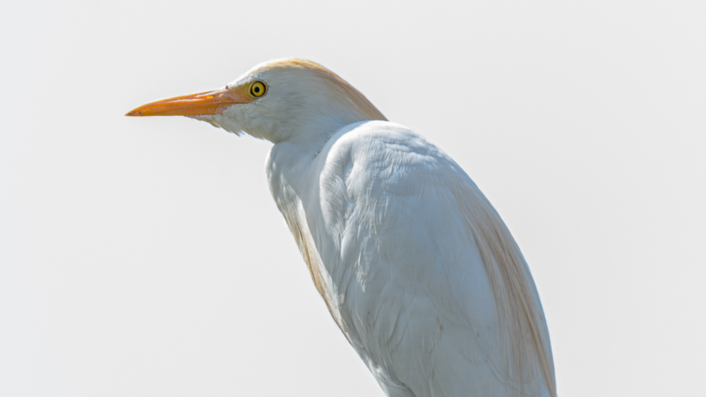 Sığır balıkçılı