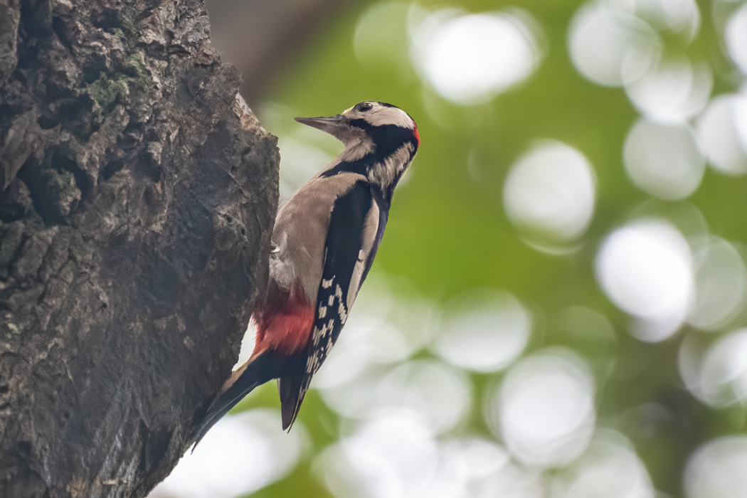 Orman alaca ağaçkakanı
