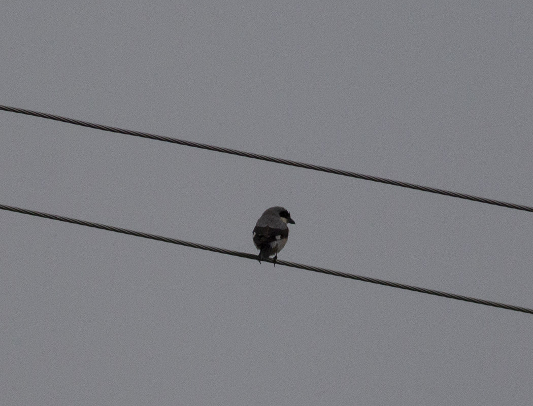 Karaalınlı örümcekkuşu