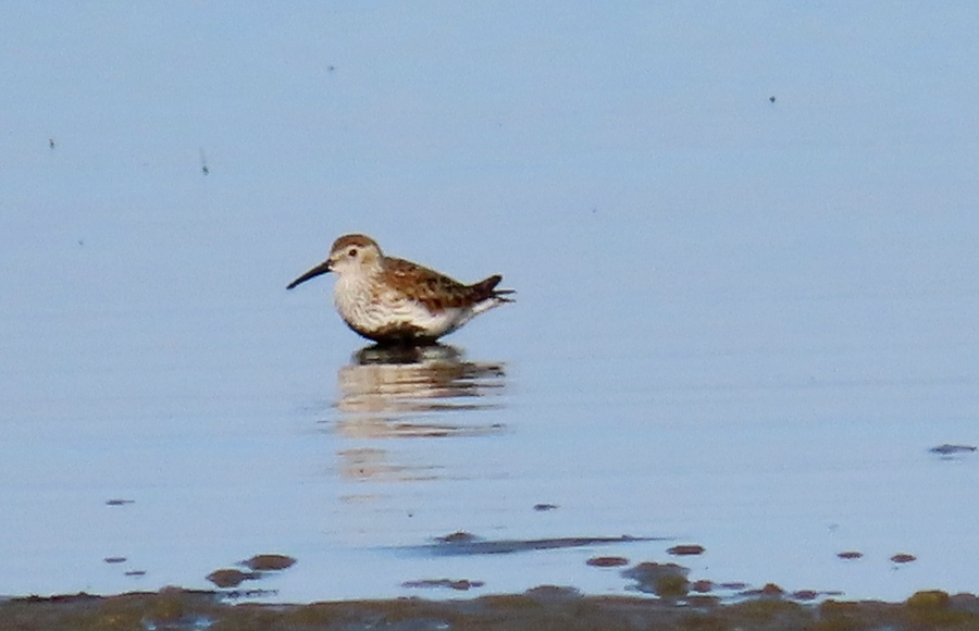 Karakarınlı kumkuşu