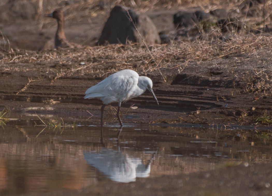 Küçük ak balıkçıl