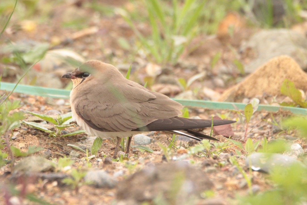 Karakanatlı bataklıkkırlangıcı