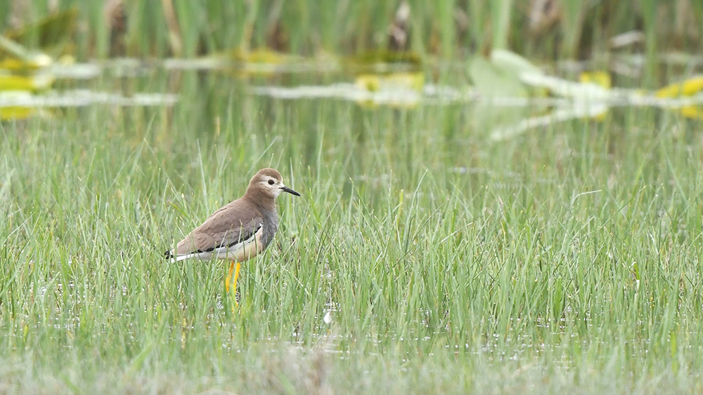 Akkuyruklu kızkuşu