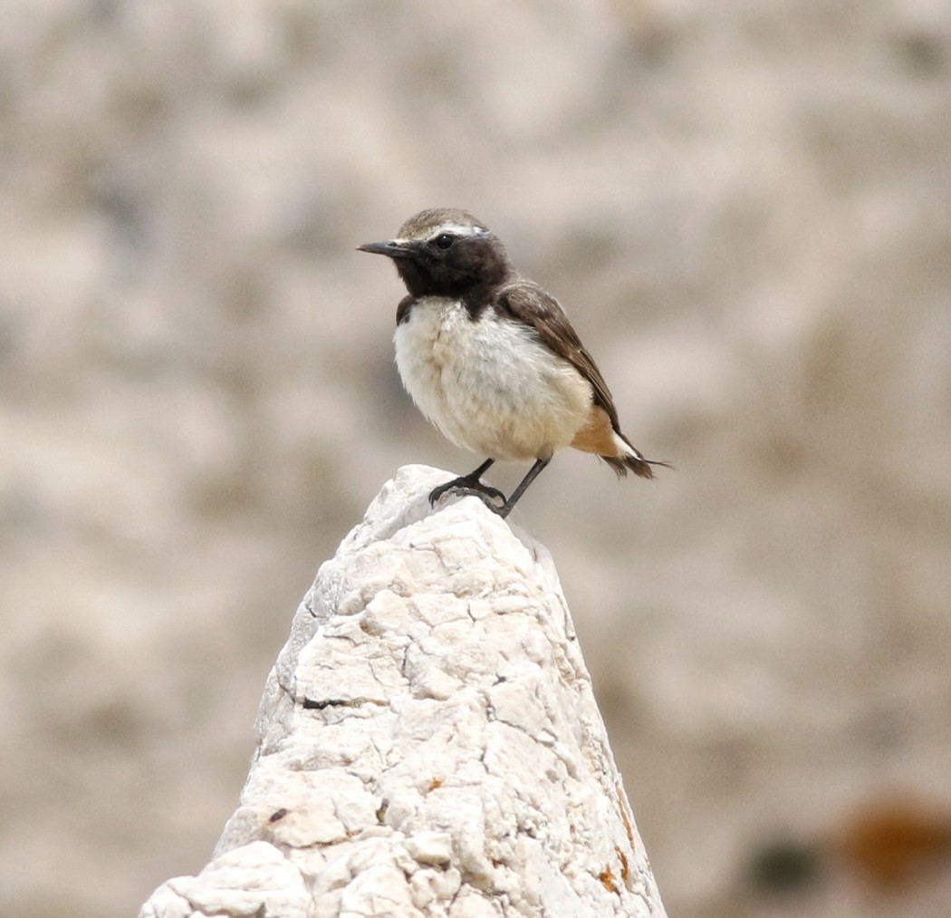 Kızılca kuyrukkakan