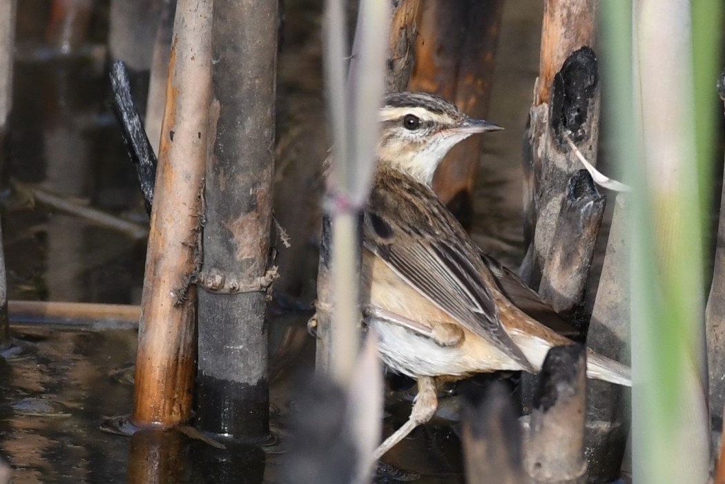 Kındıra kamışçını