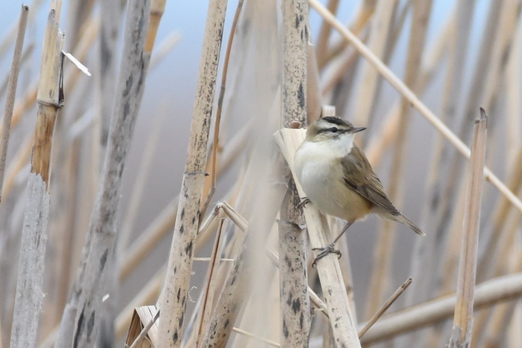 Bıyıklı kamışçın