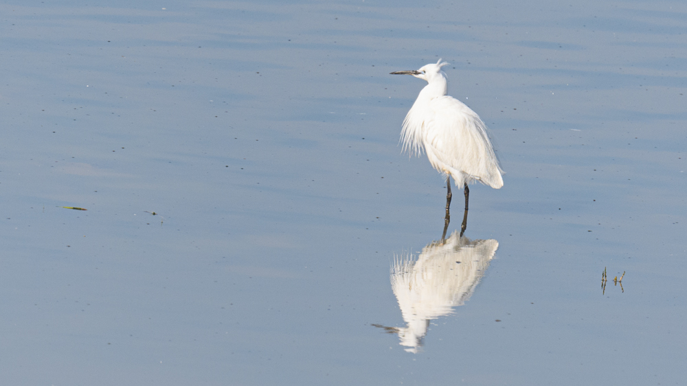 Küçük ak balıkçıl