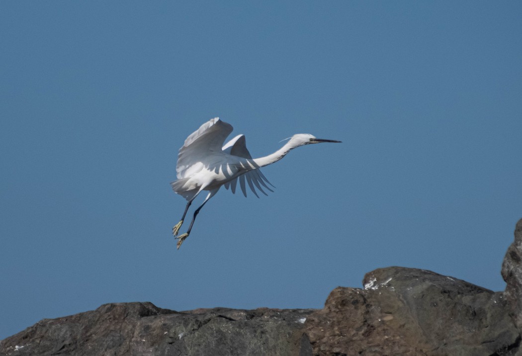 Küçük ak balıkçıl