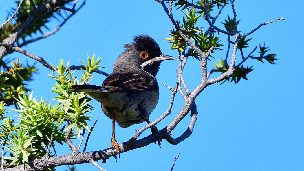 Karaboğazlı ötleğen