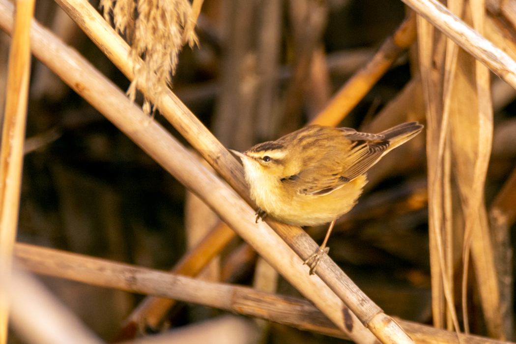 Kındıra kamışçını