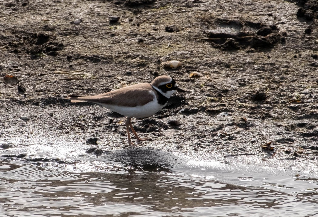 Halkalı küçük cılıbıt