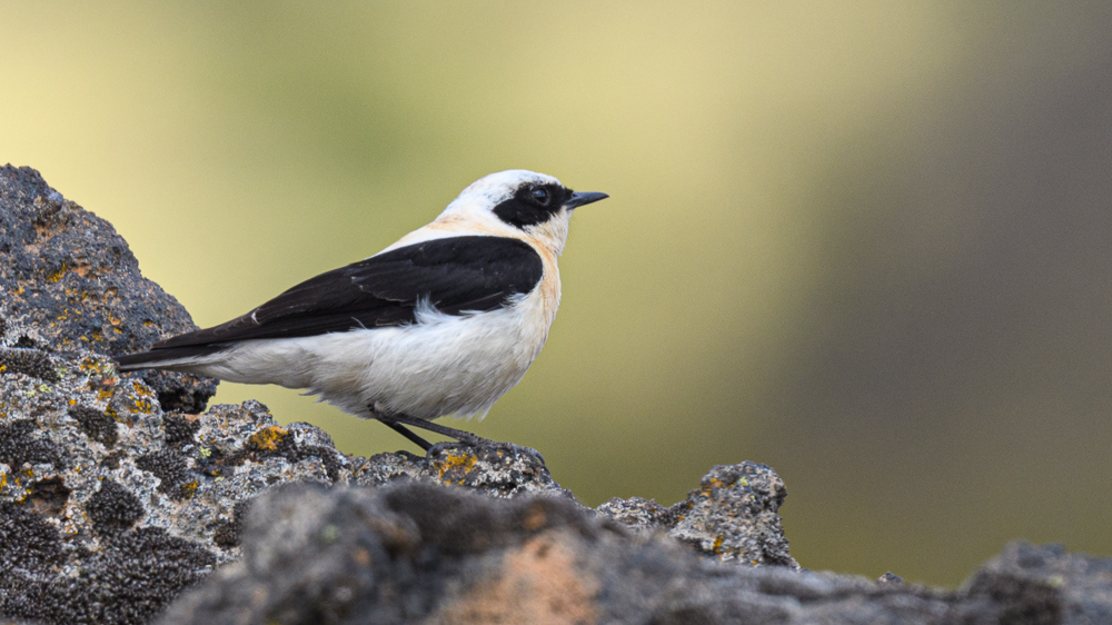 Karakulaklı kuyrukkakan