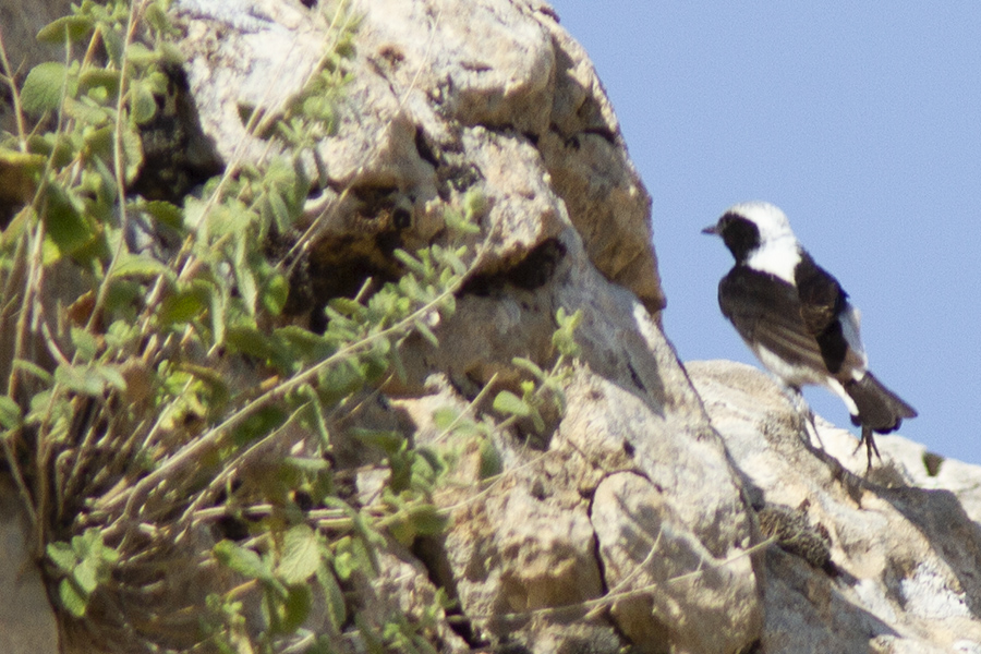 Aksırtlı kuyrukkakan