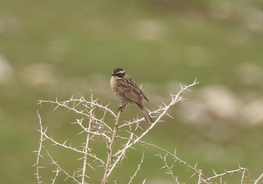 Sürmeli dağbülbülü