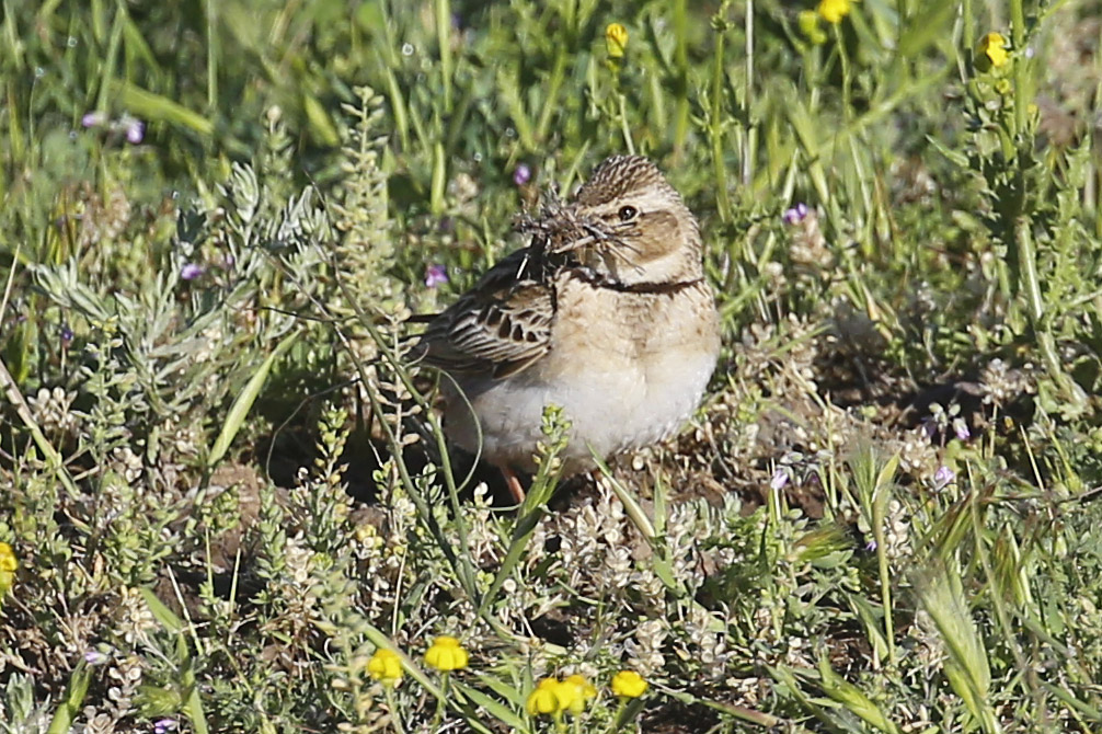 Küçük boğmaklı toygar
