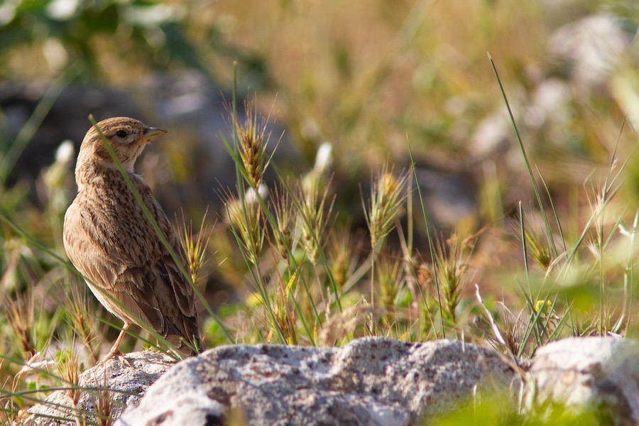Türkistan çorak toygarı