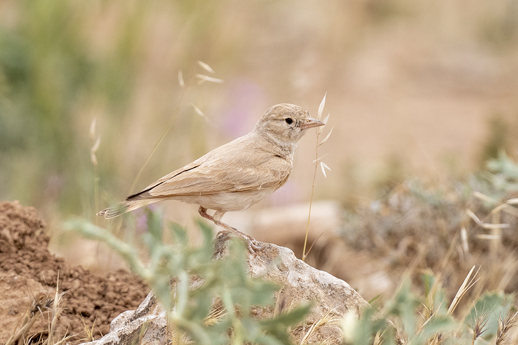 Küçük çöl toygarı