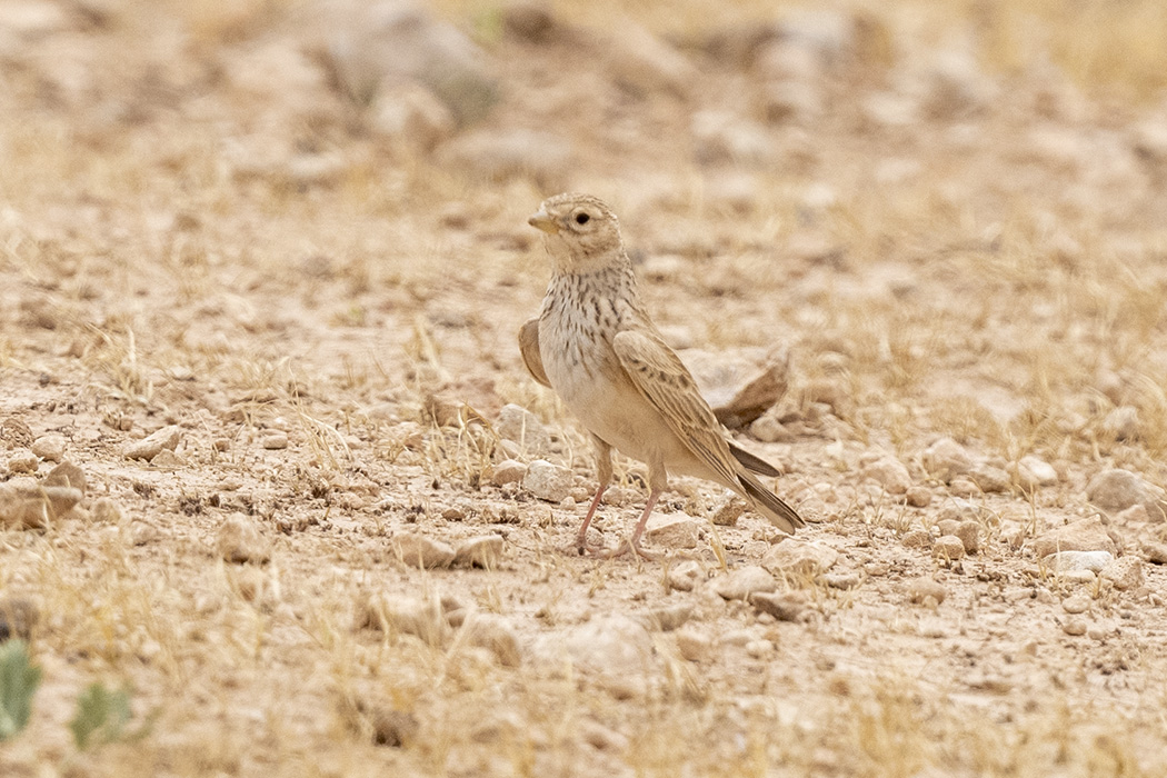 Türkistan çorak toygarı