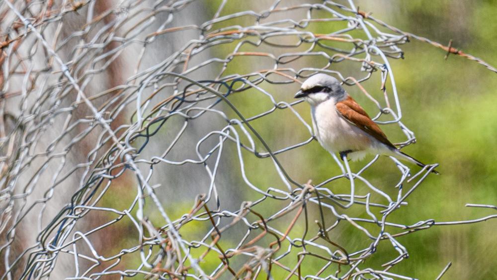 Kızılsırtlı örümcekkuşu