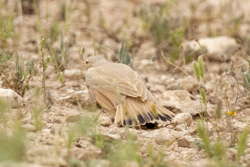 Küçük çöl toygarı
