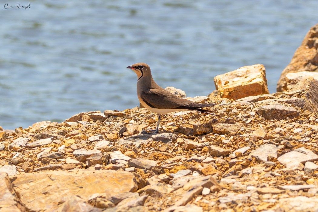 Bataklıkkırlangıcı