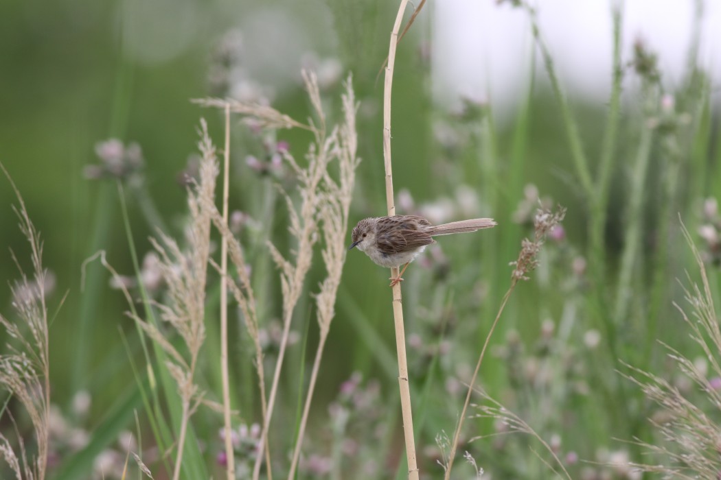 Dikkuyruklu ötleğen