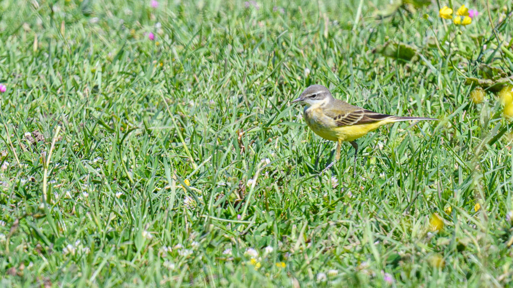 Sarı kuyruksallayan