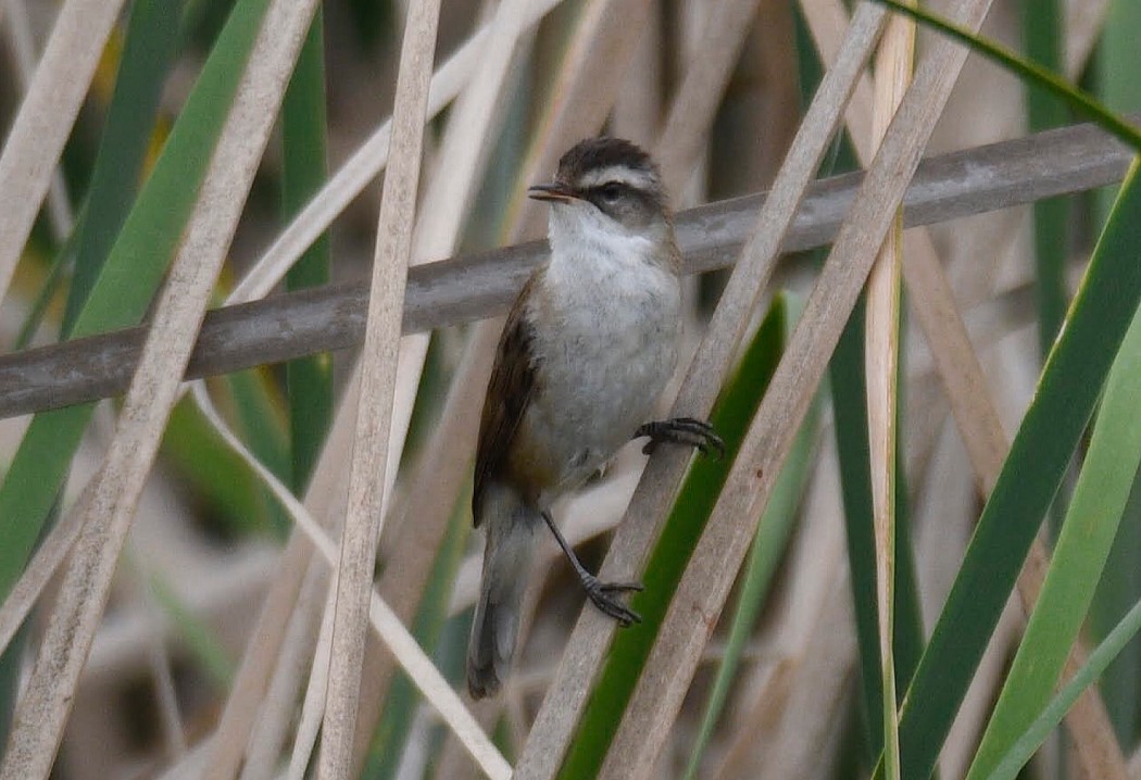 Bıyıklı kamışçın