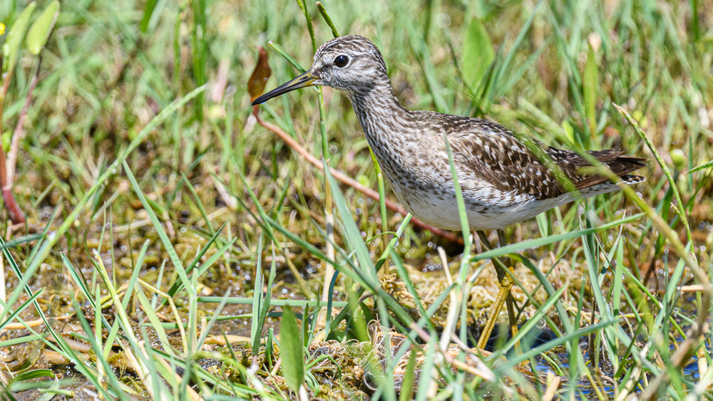 Orman düdükçünü