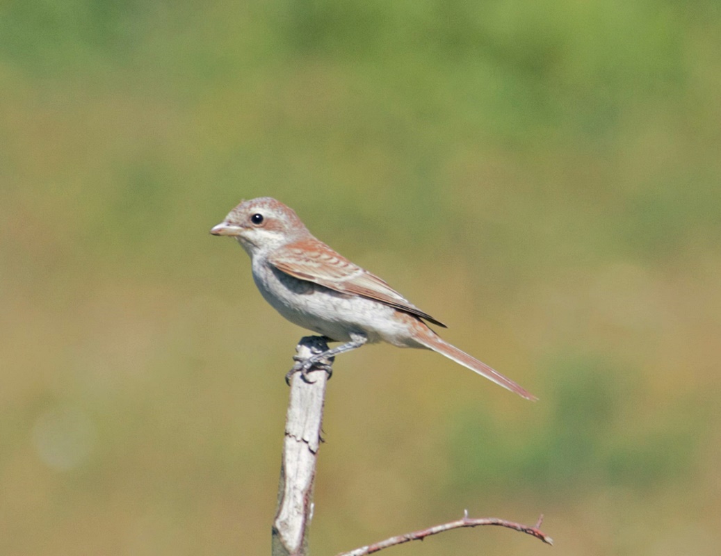 Kızılsırtlı örümcekkuşu
