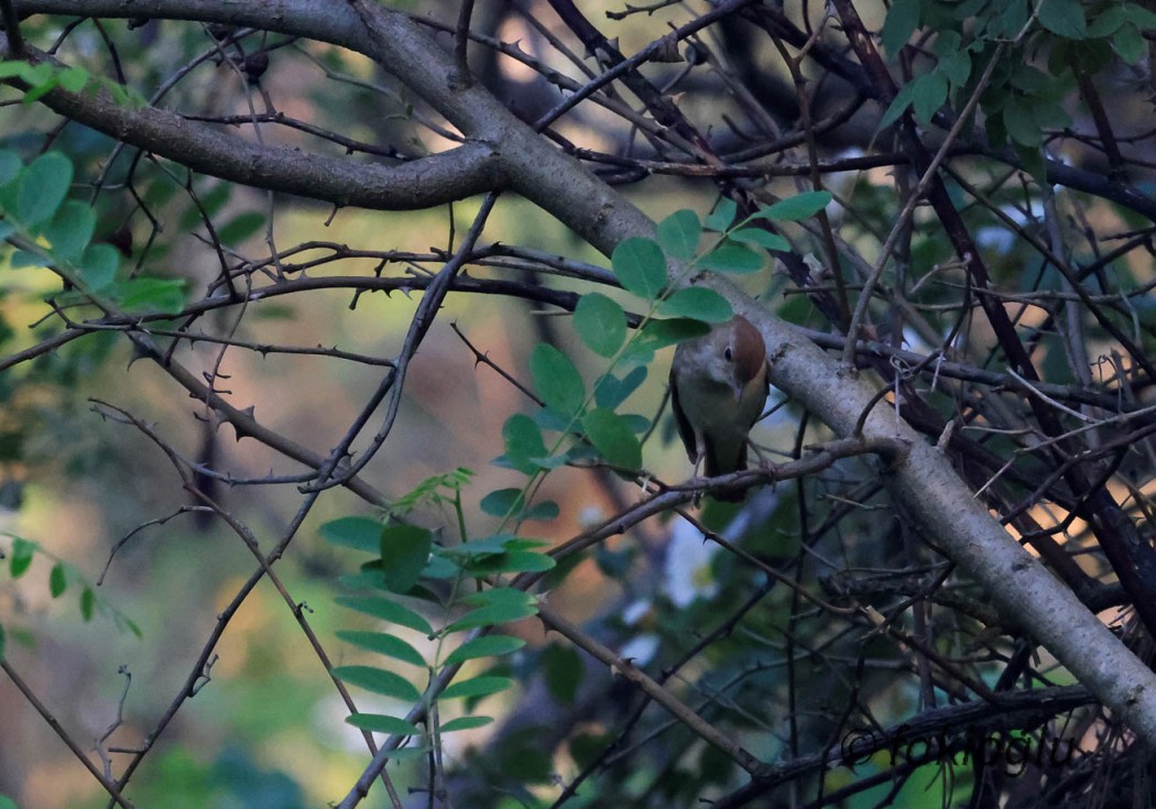 Karabaşlı ötleğen