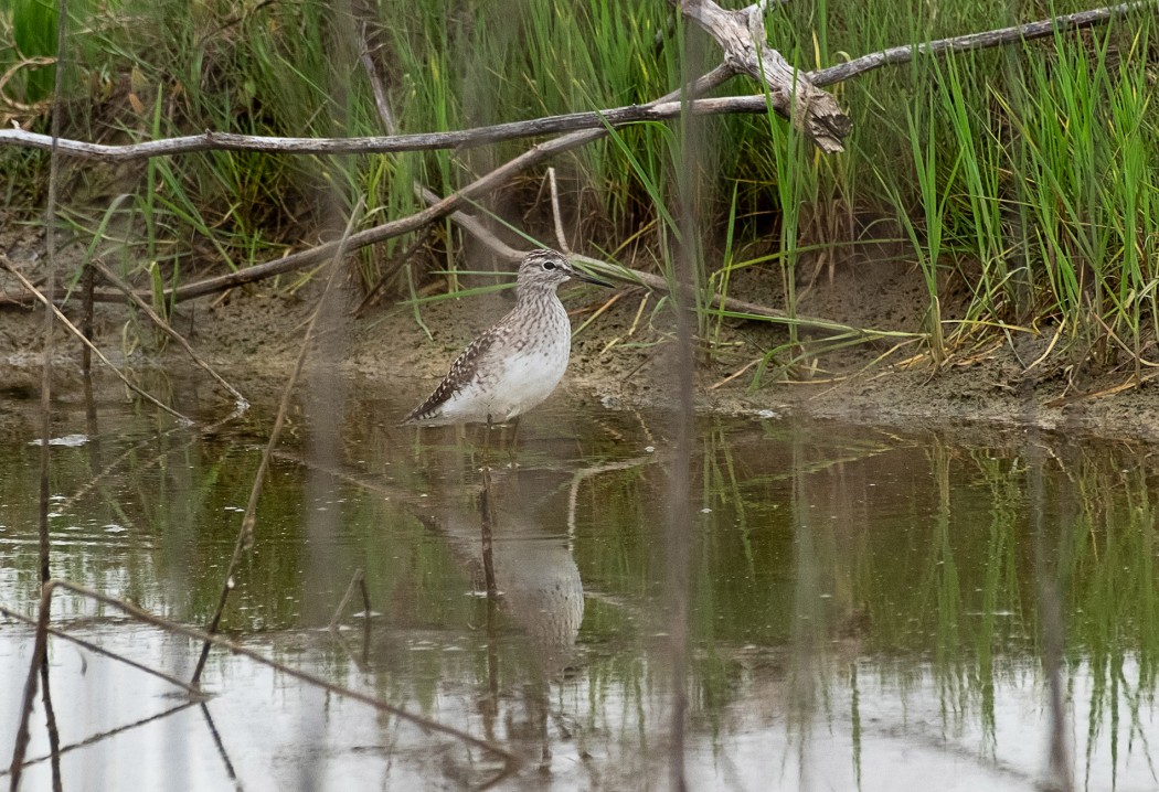 Orman düdükçünü