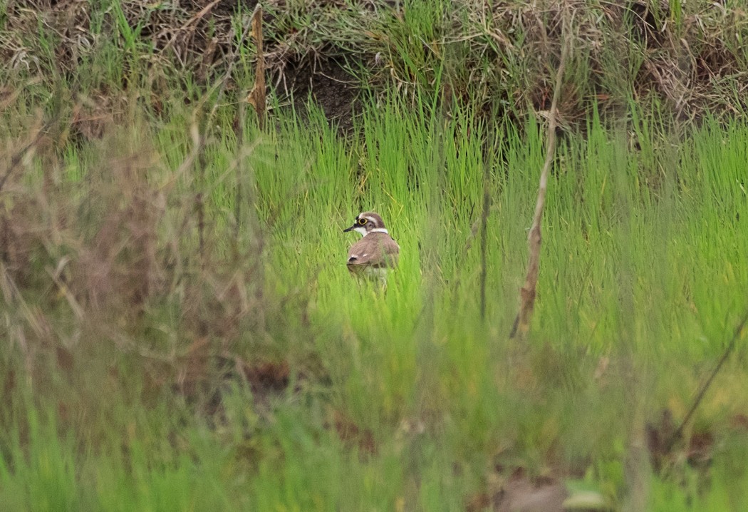 Halkalı küçük cılıbıt