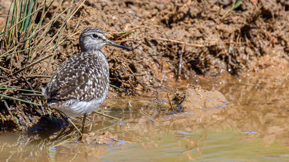 Orman düdükçünü
