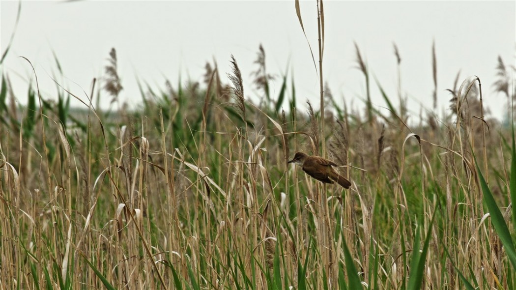Büyük kamışçın