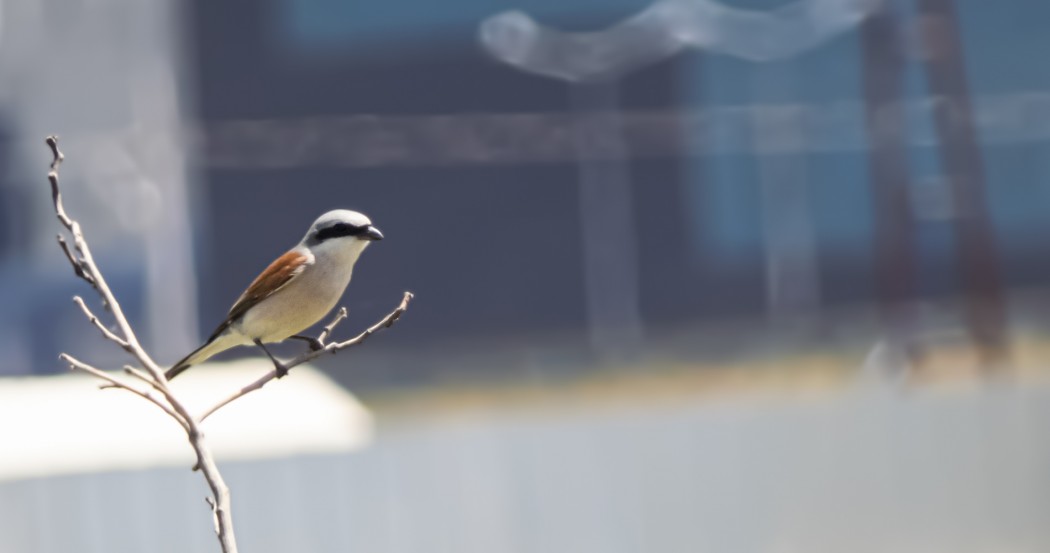 Kızılsırtlı örümcekkuşu