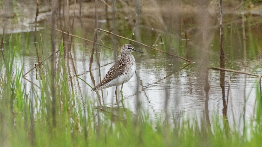 Orman düdükçünü