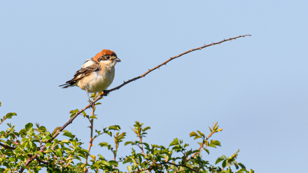 Kızılbaşlı örümcekkuşu