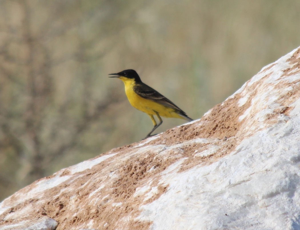 Sarı kuyruksallayan