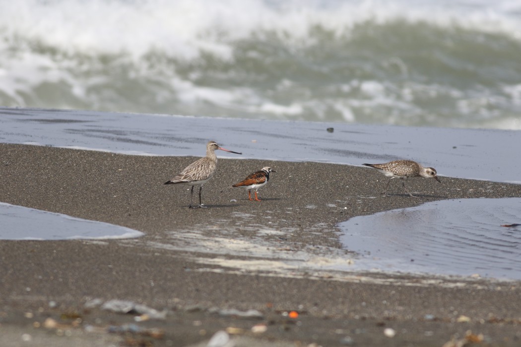 Kıyı çamurçulluğu
