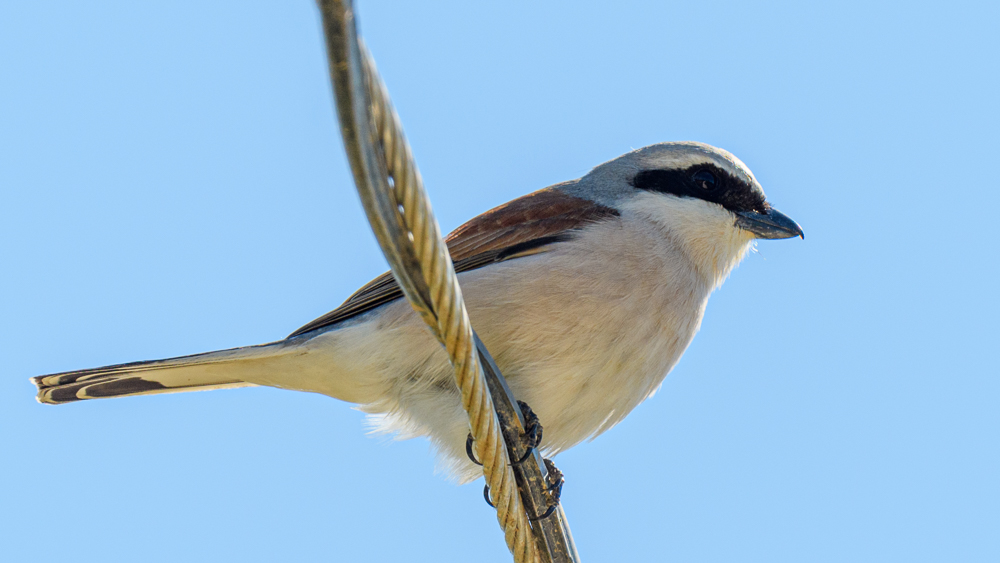 Kızılsırtlı örümcekkuşu