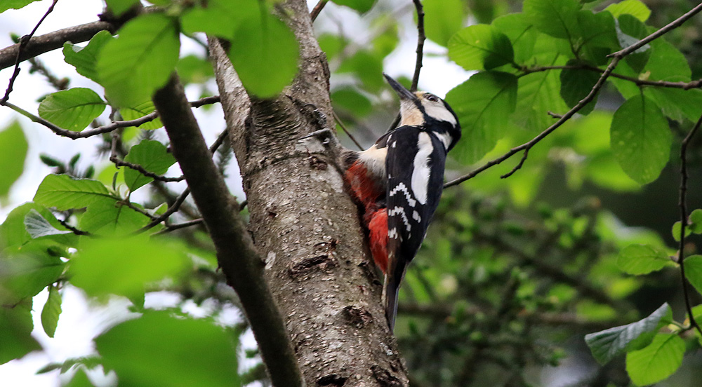 Orman alaca ağaçkakanı