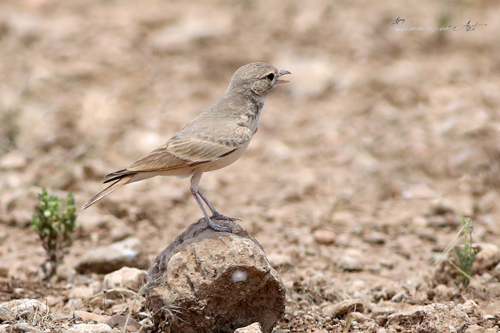 Küçük çöl toygarı