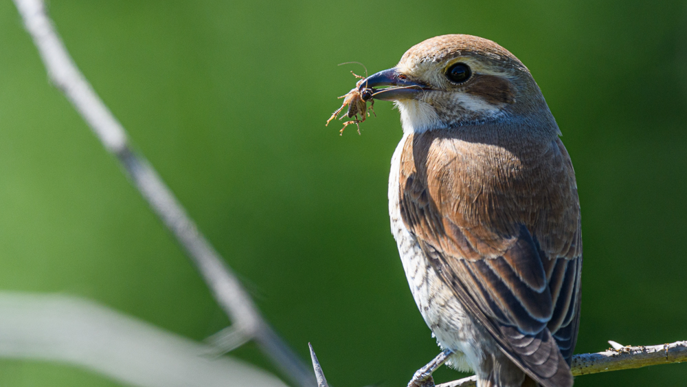 Kızılsırtlı örümcekkuşu