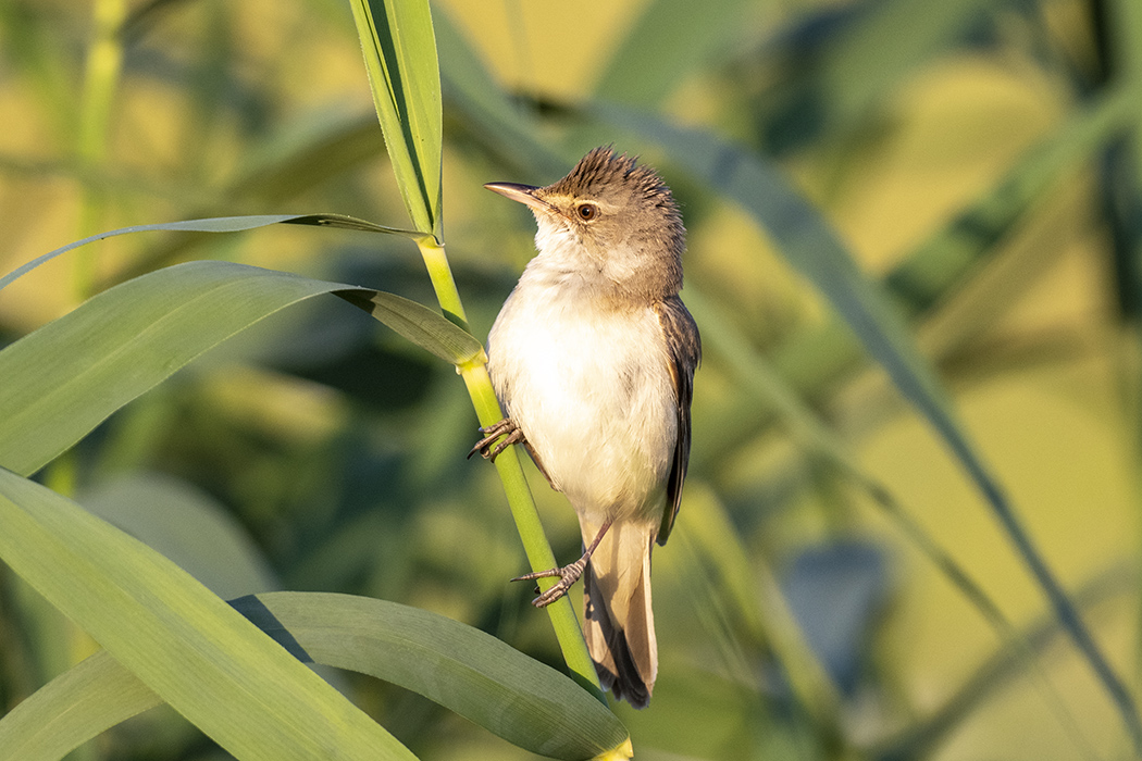 Büyük kamışçın