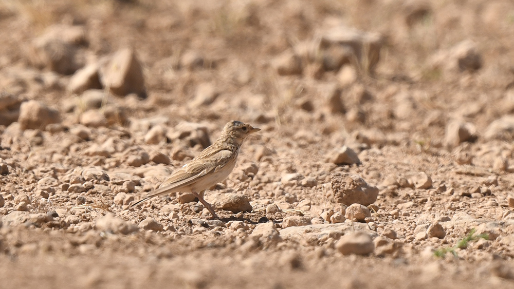 Türkistan çorak toygarı