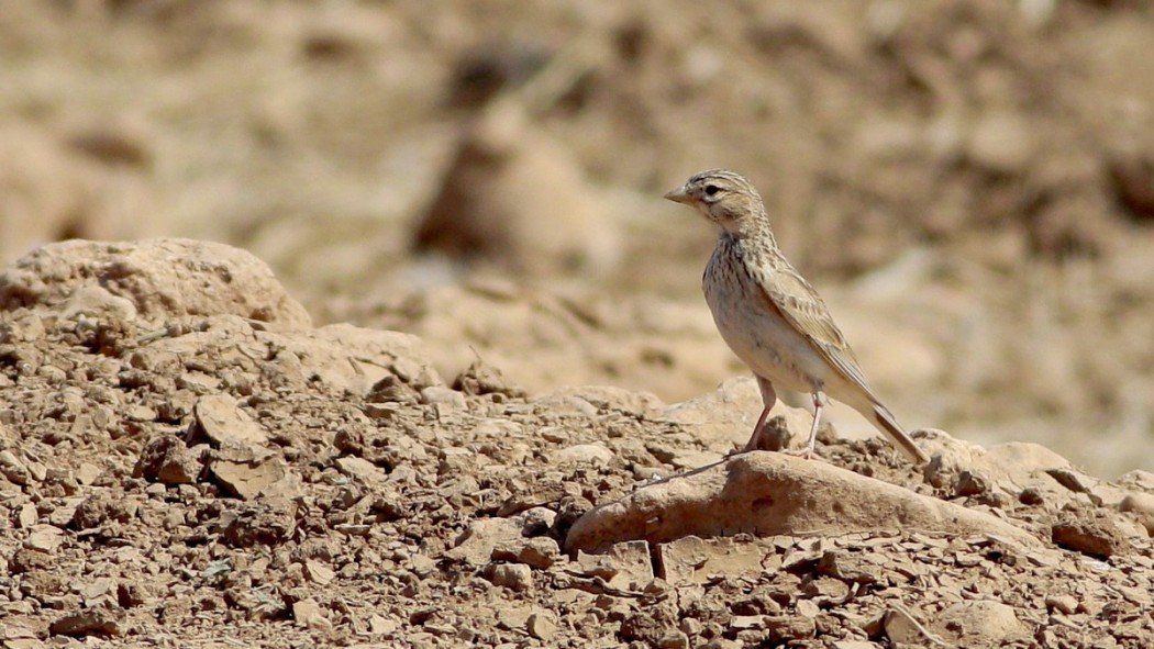 Türkistan çorak toygarı