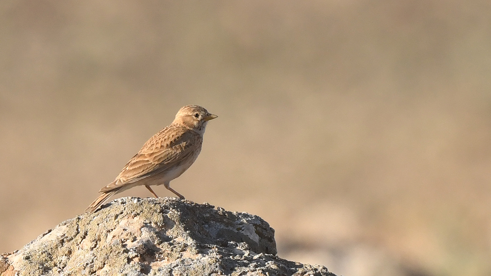 Türkistan çorak toygarı
