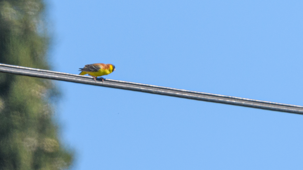 Karabaşlı kirazkuşu